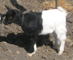 BamBam the fainting goat