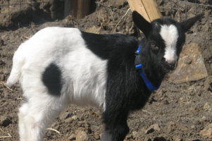 Pepper the fainting goat